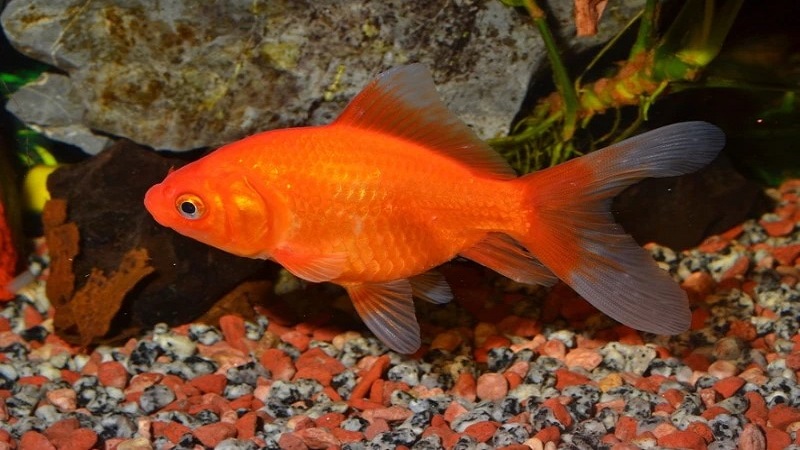 Do Goldfish Need a Bubbler? Goldfish Essentials