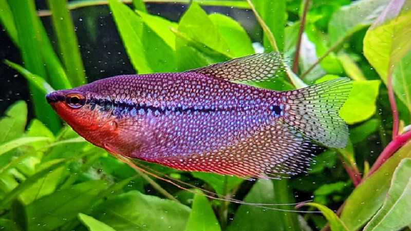 Lace or Pearl Gourami (Trichogaster Leeri)