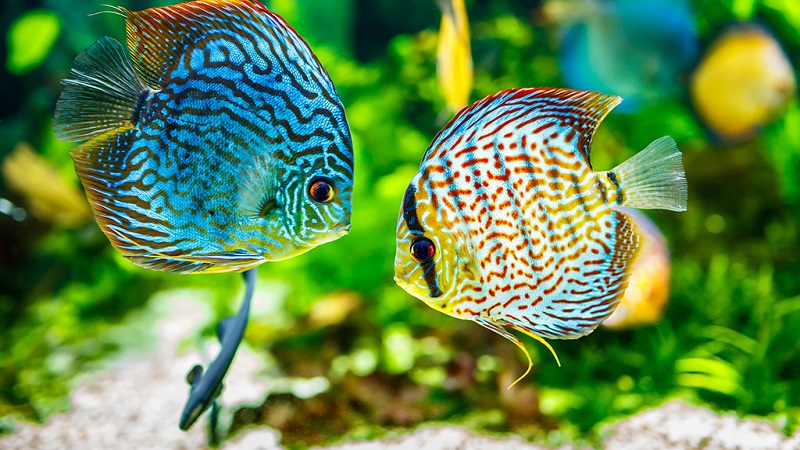 Which Aquarium Fish Lives the Longest: A Comprehensive Guide