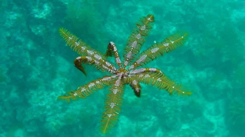 Antarctic Strawberry Feather Stars