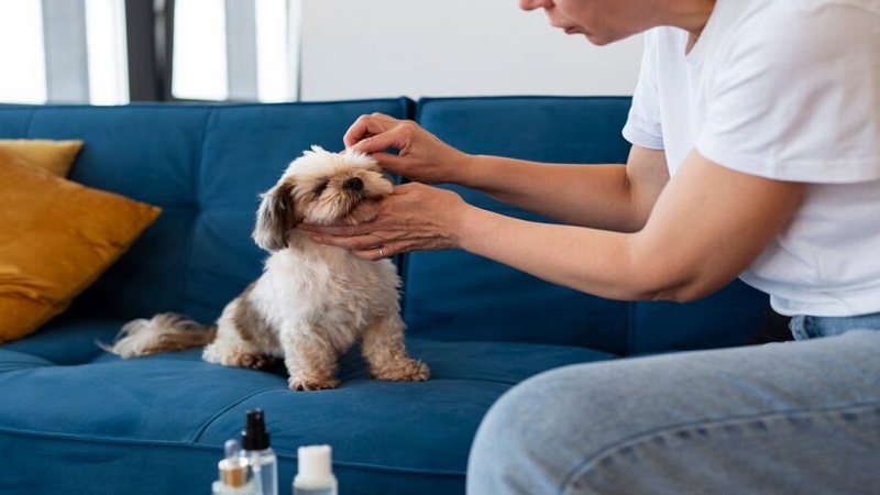 Paws for Progress: Proactive Pet Care Strategies with CBD Oil and Medicinal Mushrooms