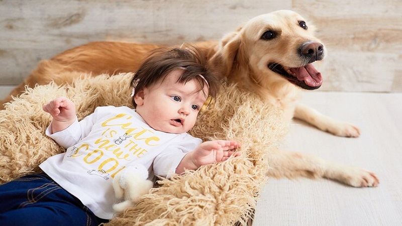 Baby:tb4srolfdhm= Golden Retriever: Everything You Need to Know