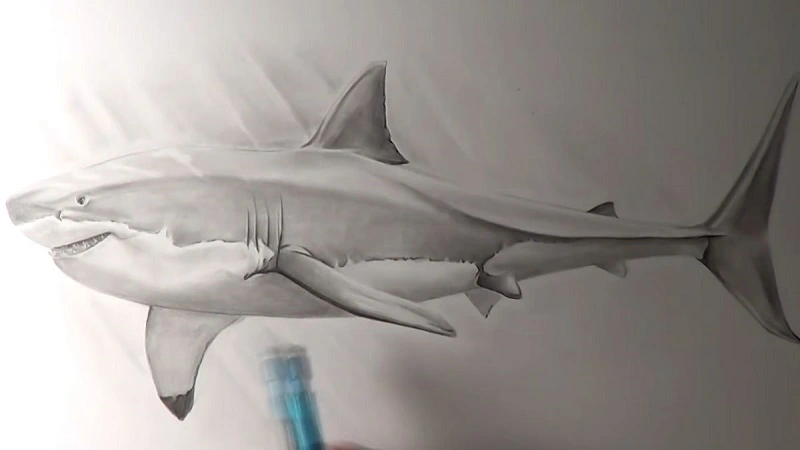 Cute:s4nremv56q0= Shark Drawing