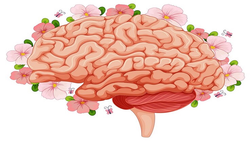 Clipart:gx3mxxame68= Brain: A Visual Tool for Professionals